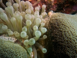 Anemone with Squat Anemone Shrimp  IMG 6020